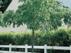 Celtis Australis